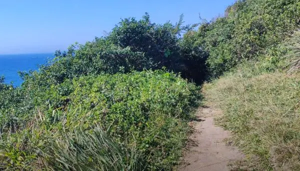 Trilha casqueiro praia silveira